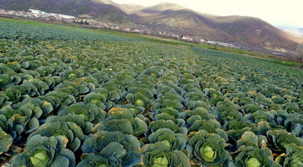 Cabbage-field